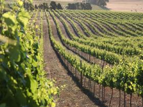 Kilikanoon Wines Cellar Door - Tourism TAS 1