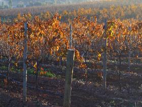 Kilikanoon Wines Cellar Door - Tourism TAS 2