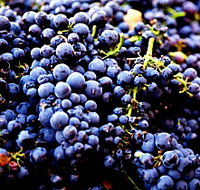 Nandroya Vineyard - Tourism TAS