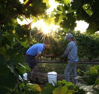 Oakdene Vineyards Restaurant and Cellar Door - Tourism TAS