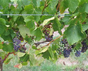 Dinny Goonan Wines - Hobart Tourism 0