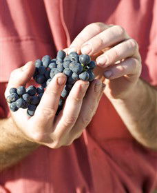Brown Magpie Wines - Hobart Tourism 0
