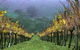 McIvor Estate - thumb 1