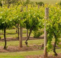 Mt Coghill Vineyard - Tourism TAS