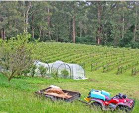 Peveril Vineyard/Beechy Berries - Tourism TAS 1