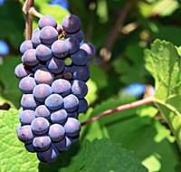 Tinderbox Vineyard - Tourism TAS