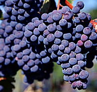 Morningside Vineyard - Tourism TAS