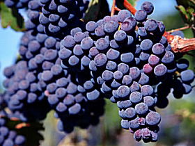 Morningside Vineyard - Tourism TAS 0
