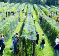 Crosswinds Vineyard - Tourism TAS