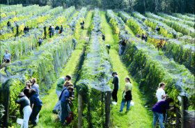 Crosswinds Vineyard - Tourism TAS 0