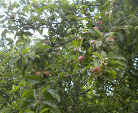 Tin Shed Cider - Hobart Tourism 1