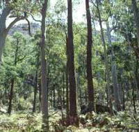 Cathedral Range State Park - Tourism TAS
