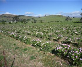 Damasque Rose Oil Farm - Tourism TAS 1