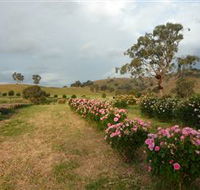 Damasque Rose Oil Farm - Tourism TAS
