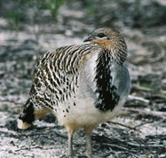 Yongergnow Australian Malleefowl Centre - Tourism TAS