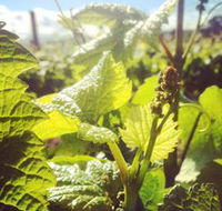 Punt Road Winery - Tourism TAS