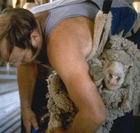 Kuriong Sheep Station - Hobart Tourism