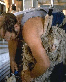 Kuriong Sheep Station - Hobart Tourism 0