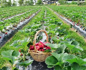 Blue Hills Berries & Cherries - Hobart Tourism 0