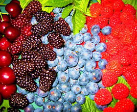 Blue Hills Berries & Cherries - Hobart Tourism 2