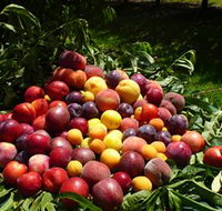 Rayner's Orchard - Tourism TAS