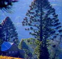 Bunya Mountains National Park - Hobart Tourism