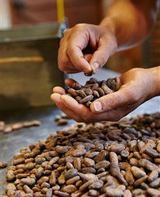 Bright Chocolate - Tourism TAS 3