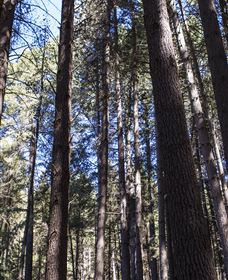 Sugarpine Walk - Tourism TAS 1