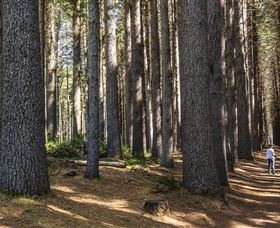 Sugarpine Walk - Tourism TAS 0