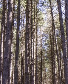 Sugarpine Walk - Tourism TAS 3