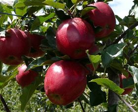 Wilgro Orchards - Tourism TAS 3