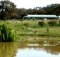 Clearview Alpacas - Hobart Tourism