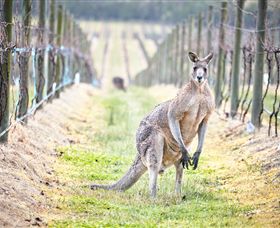 Yabby Lake Vineyard & Cellar Door - Tourism TAS 8