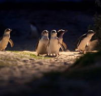 Phillip Island Nature Parks - Tourism TAS