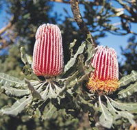 Coorow Wildflower Drive - Tourism TAS