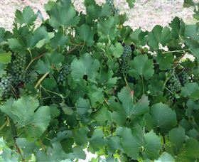 Jeir Creek Wines - Tourism TAS 2