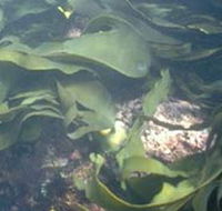 Churchill Island Marine National Park - Tourism TAS