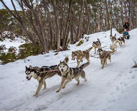 Mt Baw Baw Alpine Resort - Tourism TAS 5