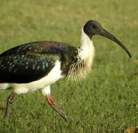 Toowoomba Water Bird Habitat - Hobart Tourism 0