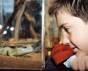 Canberra Reptile Zoo - Tourism TAS 0