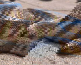 Canberra Reptile Zoo - Tourism TAS 1