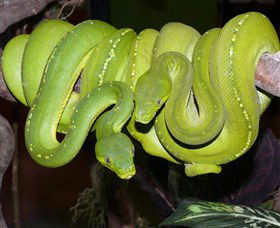 Canberra Reptile Zoo - Tourism TAS 2