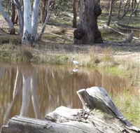Mulligans Flat - Tourism TAS