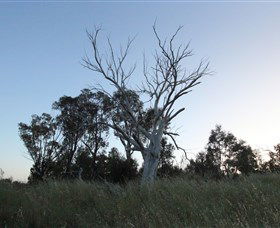 Cooleman Ridge - Tourism TAS 1