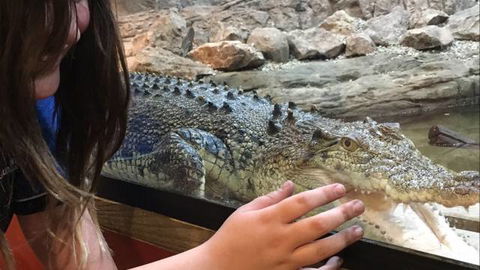 Canberra Reptile Zoo - Tourism TAS 3