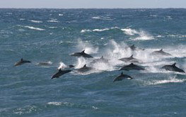 Tamboi Queen Cruises - Tourism TAS 0