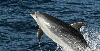 Tamboi Queen Cruises - Tourism TAS 2