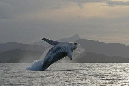 Byron Bay Whale Watching - Hobart Tourism 1