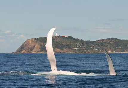 Byron Bay Whale Watching - Hobart Tourism 3