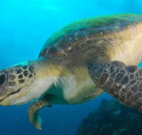 Byron Bay Dive Centre - Hobart Tourism